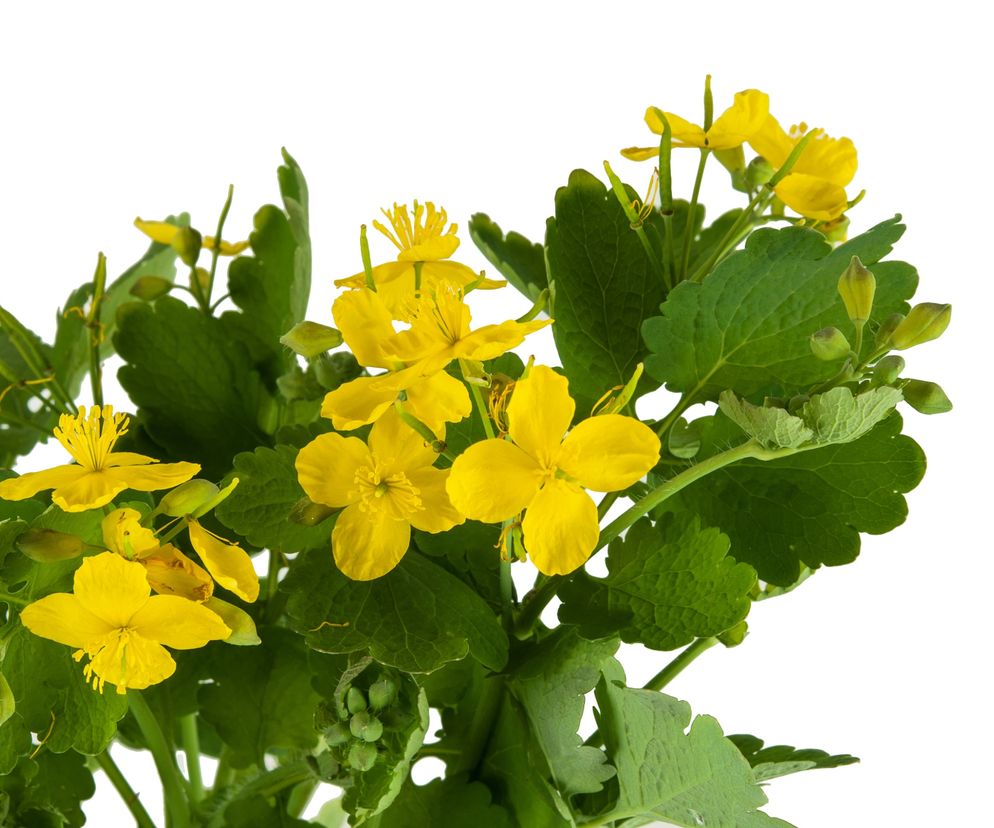 Glistnik jaskółcze ziele