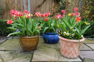 Tulipany w wiosennych kompozycjach