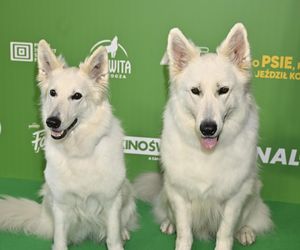 O psie, który jeździł koleją 2 - premiera filmu