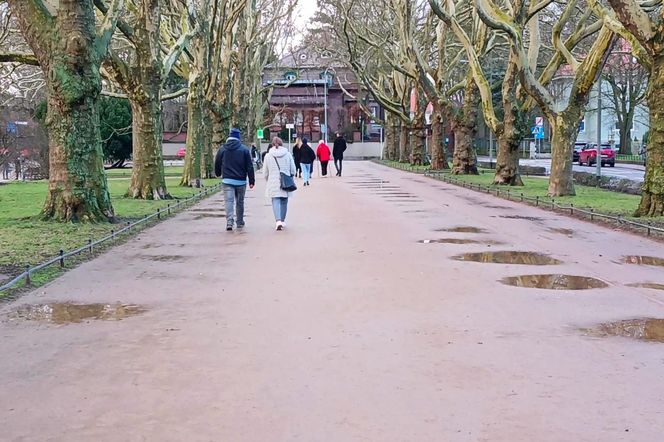 Pierwsze krokusy na Jasnych Błoniach