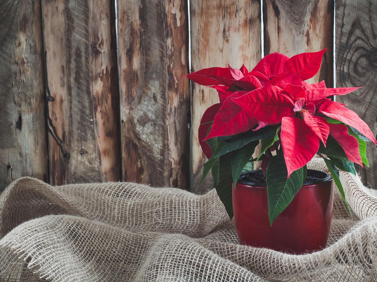 Gwiazda betlejemska czyli wilczomlecz piękny