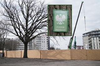200-letni dąb był pomnikiem przyrody przez 14 dni. Obok powstaje apartamentowiec