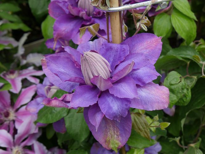 Powojnik Vyvyan Pennel