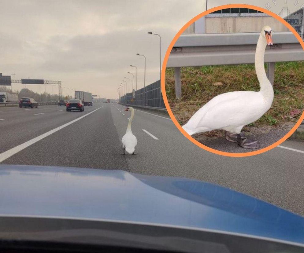 Łabędź na A4 wybrał się na spacer