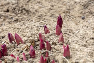 Piwonie - pielęgnacja wiosną