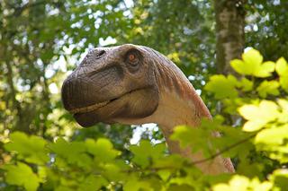 QUIZ. Dzień Dinozaura. Co wiesz o tych stworzeniach? Wiedza kompleksowa