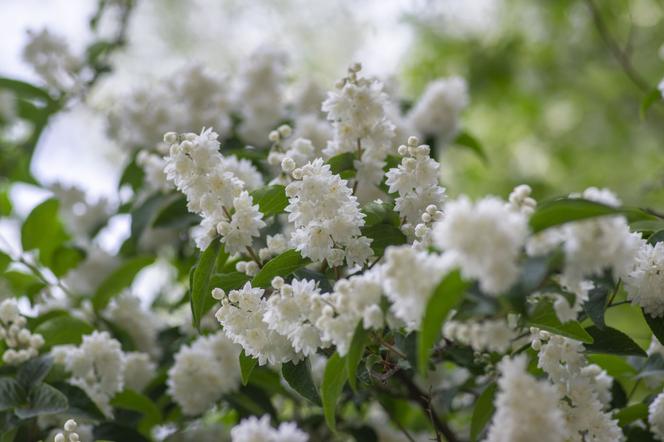 Żylistek szorstki 'Candidissima' - Deutzia scabra 'Candidissima'
