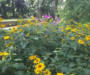 Letni spacer w zielonym sercu Bydgoszczy. Ogród Botaniczny UKW zaprasza!