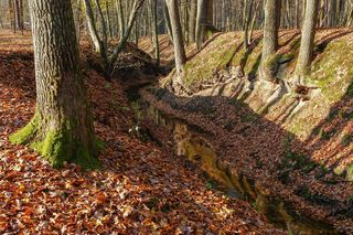 Województwo łódzkie ma trzy nowe rezerwaty przyrody