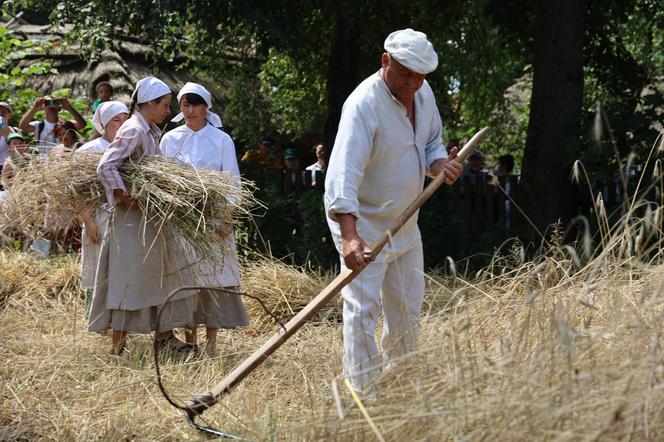 Tak wyglądało kiedyś żniwowanie na polskiej wsi