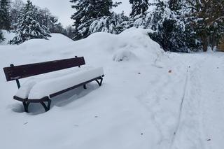 Zamojski Park pod śniegiem.  Spacer białymi alejkami [ ZOBACZ ZDJĘCIA]