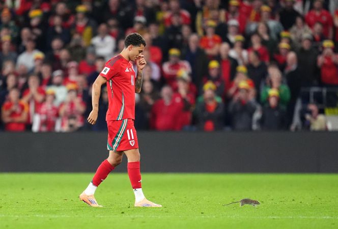 Courtois okiełznał szczura