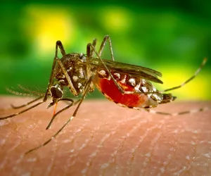Chcesz uniknąć ukąszenia komara? Zastanów się nad zmianą swojej diety!