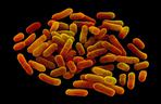 10 osób zmarło po zakażeniu bakterią E. coli. - winne są skażone ogórki