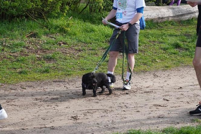 Dogtrekking w Poznaniu