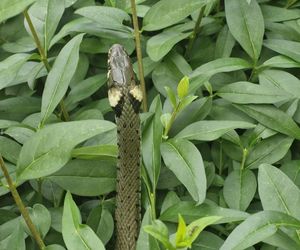  Wąż odwiedził mieszkańców Rzeszowa