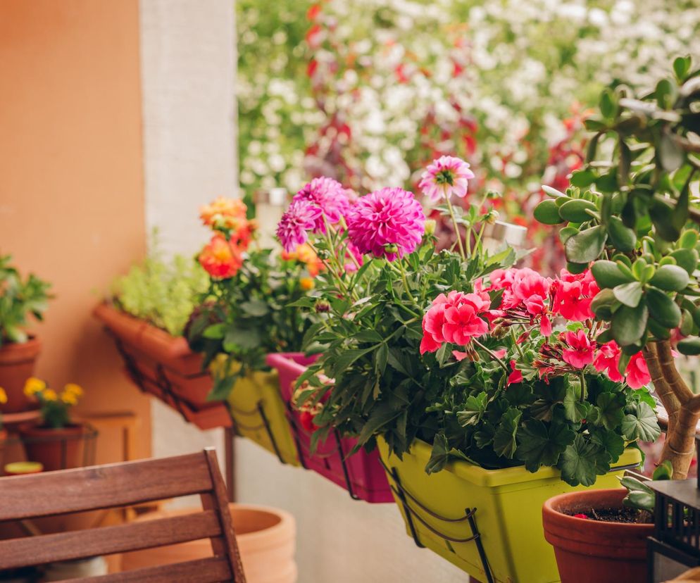 Kwiaty na mały balkon. Te gatunki to przepis na „efekt wow”