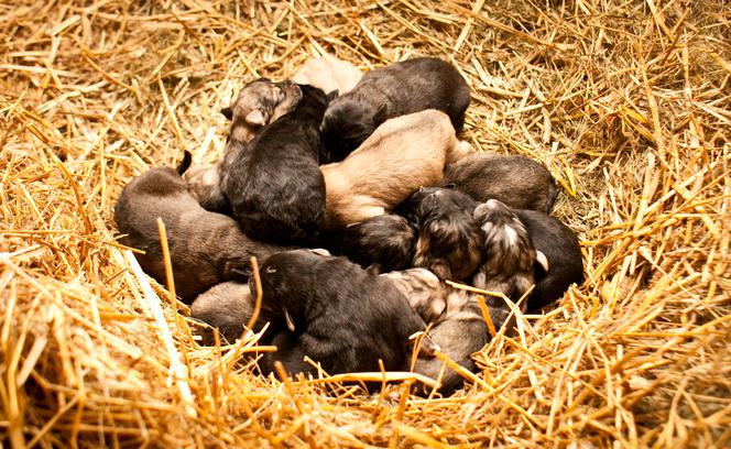 Mika urodziła 16-sto raczki