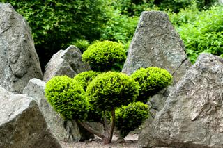 Ogród w stylu japońskim: drzewka bonsai w ogrodzie japońskim