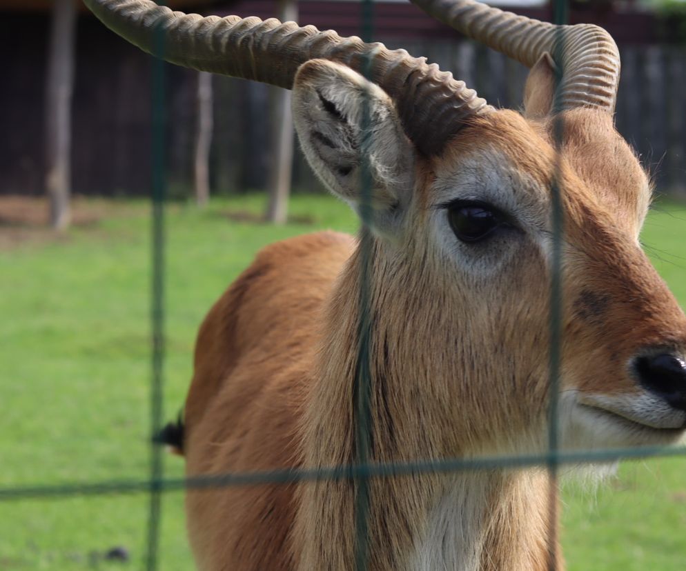 Pomysł na wycieczkę niedaleko Lublina? Zoo w Wojciechowie to idealny kierunek!
