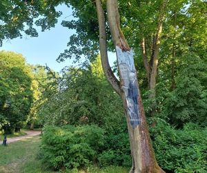 Połączenie sztuki i natury w Bydgoszczy. Malowidła powstały na pniach drzew 