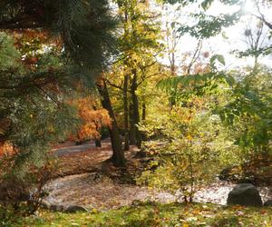 Park Wilsona jesienią