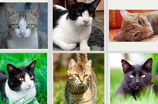 1000 zł za głowę kociego mordercy