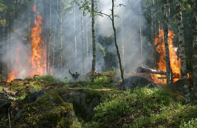 Sucho w lasach pojezierza drawskiego. Najmniejszy ogień może spowodować nieodwracalne straty 