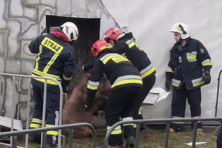 Wypadek ciężarówki przewożącej świnie w Wierzbicy koło Serocka