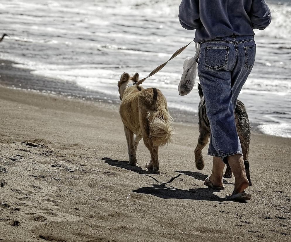 Na miejskie plaże w Grudziądzu wejdziemy z psem. Była interwencja RPO!