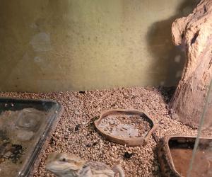 Sklep zoologiczny w Bytomiu: zwierzęta w strasznych warunkach