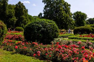 Różanka w Parku Skaryszewskim w Warszawie