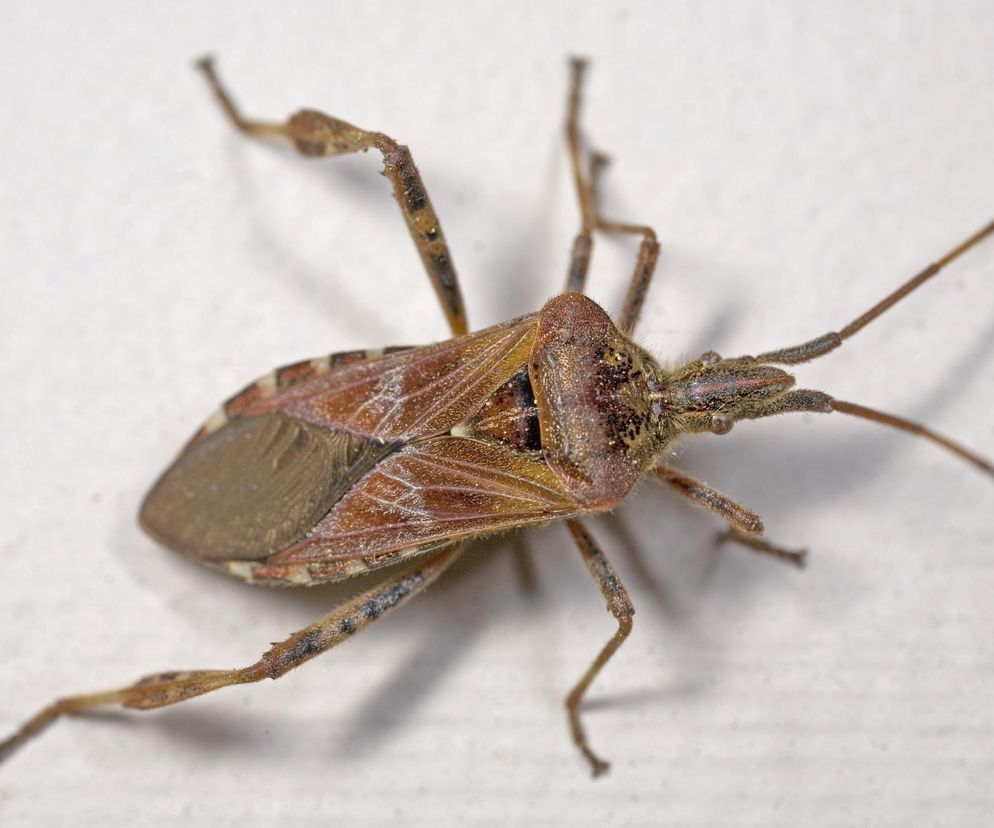 Wtyk amerykański (Leptoglossus occidentalis)