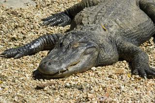 Użył żywego aligatora jako broni podczas bójki na plaży