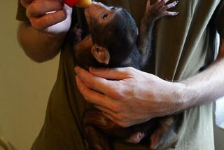 Jej mama zmarła 3 tygodnie po porodzie. Żadna z samic nie chciała się nią zajmować 