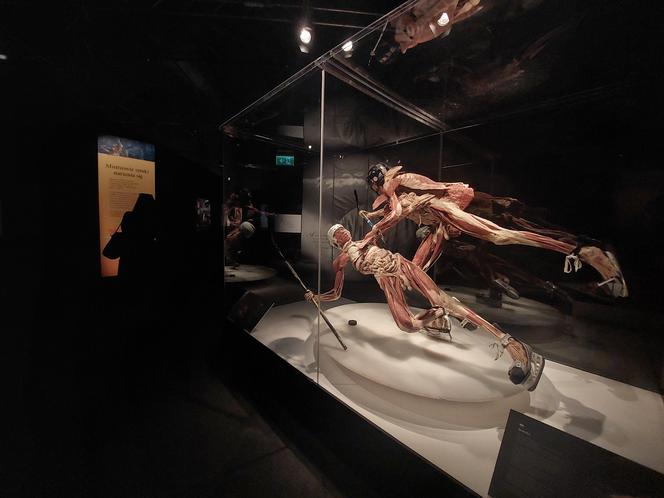 Wystawa Body Worlds w Szybie Wilson w Katowicach