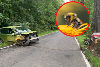 Kierowca walczył z... pszczołą. Wjechał czołowo w drzewo