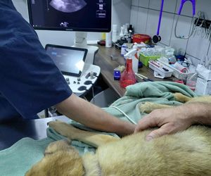 Dramatyczna interwencja Pet Patrol Rybnik. Pies konał w samotności
