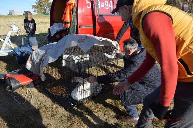 Nietypowa akcja rawickich strażaków. Pomogli uratować łabędzia 