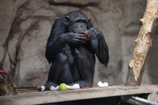 Czwarte urodziny szympansa Frodo