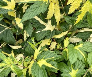 Wiązówka błotna 'Variegata'