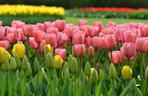 Widok tulipanów w łódzkim Botaniku zapiera dech w piersiach
