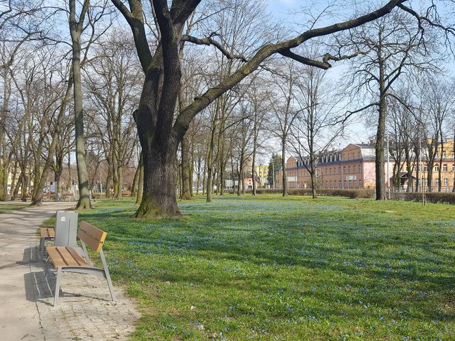 Żółte i niebieskie symbole wiosny w Lesznie