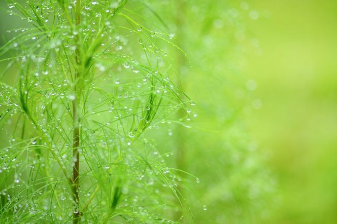 Bylica boże drzewko - właściwości i zastosowanie