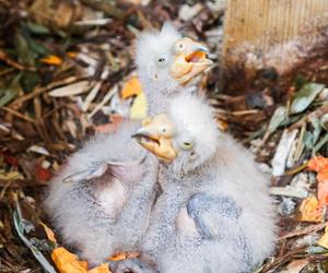 Baby boom w warszawskim ZOO! Są nieporadne, ślepe i całkowicie uzależnione od swoich rodziców