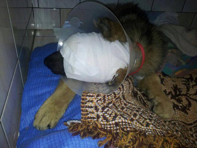 Joanna Krupa zachęca do ratowania skatowanego szczeniaczka! 