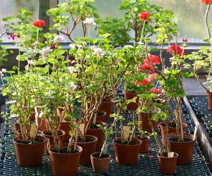 Przechowywanie pelargonii w kartonach