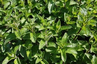 Mięta pieprzowa = mięta lekarska - Mentha piperita
