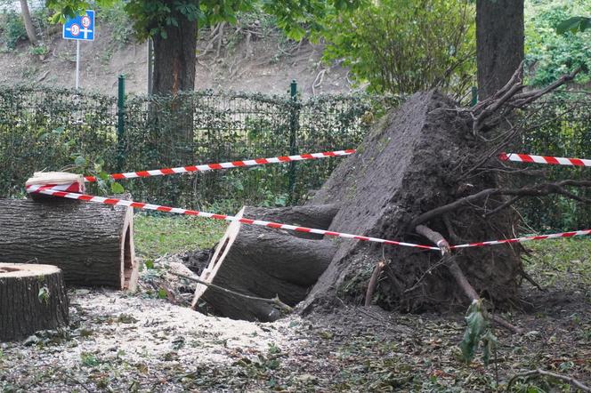 Połamane drzewa w Parku Miejskim w Kielcach po nawałnicy