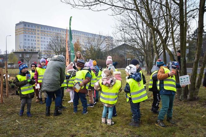 Zasadzili nowy las w Rybniku. I to w centrum zabudowy. Las Miyawaki wyrośnie nawet 3 razy szybciej